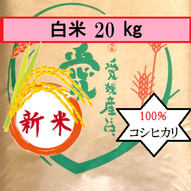 米/穀物お米　令和元年　愛媛県産コシヒカリ　白米　20㎏