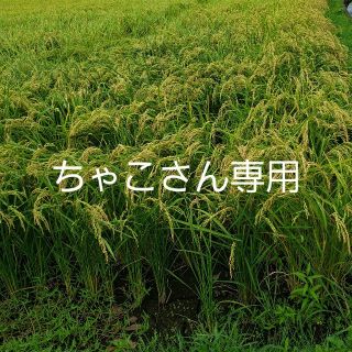 ひのひかり10㎏(米/穀物)