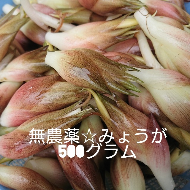 取れたて みょうが(ミョウガ)♥️無農薬【残りわずか】 食品/飲料/酒の食品(野菜)の商品写真