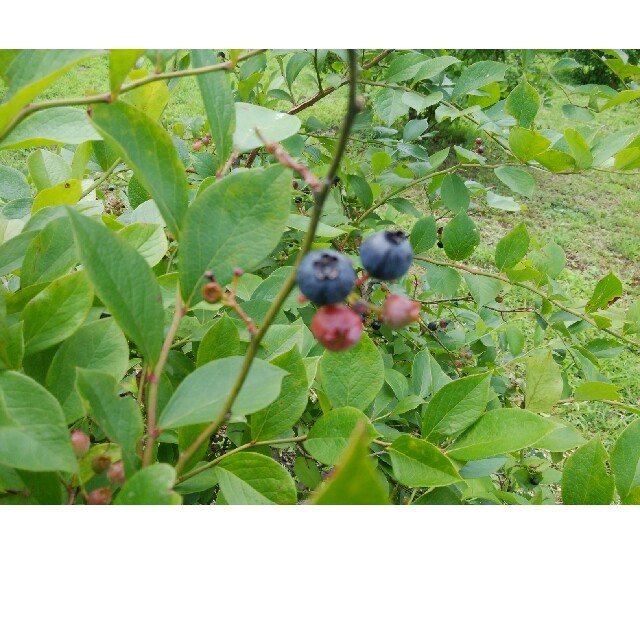 採れたて冷凍ブルーベリー2キロ、8月収穫 食品/飲料/酒の食品(フルーツ)の商品写真