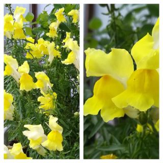 秋蒔き花の種　　矮性キンギョソウの赤色50粒・黄色50粒(その他)