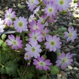 秋蒔き花の種　　プリムラ・雲南桜草の種を50粒(その他)