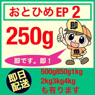 おとひめep2 250g らんちゅう 金魚 錦鯉に最適な餌の通販 By レインボー4 S Shop ラクマ おとひめep2 250g らんちゅう 金魚 錦鯉に最適な餌の通販 By レインボー4 S Shop ラクマ