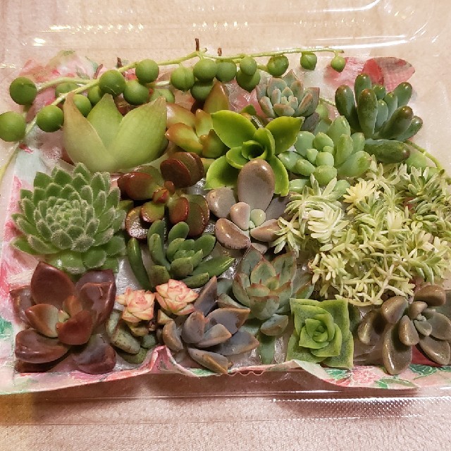 まとめて割致します様専用　多肉植物　カット苗詰め合わせ　小パック ハンドメイドのフラワー/ガーデン(その他)の商品写真