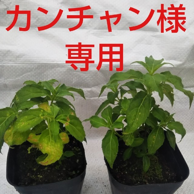 山あじさい土佐のまほろば9cmポットの通販 By リン S Shop ラクマ 山あじさい土佐のまほろば9cmポットの通販 By リン S Shop ラクマ