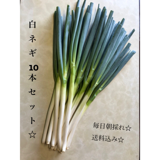 白ネギ 10本セット★〜農家直送〜(野菜)