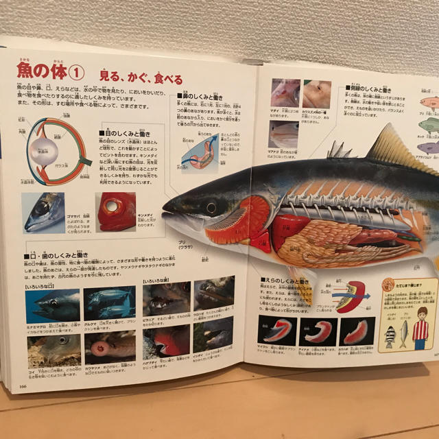 小学館(ショウガクカン)の図鑑！！  魚 エンタメ/ホビーの本(語学/参考書)の商品写真