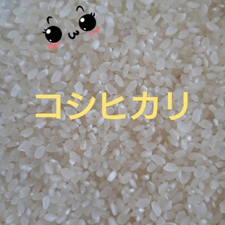 30日発送　30年茨城産コシヒカリ小粒米10kg(米/穀物)