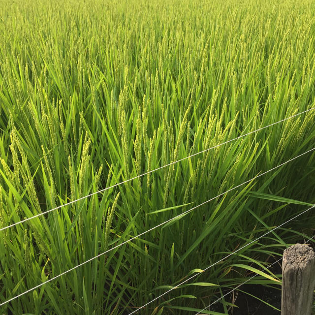 平成30年 長野県産 天日干しコシヒカリ精米10kg 食品/飲料/酒の食品(米/穀物)の商品写真