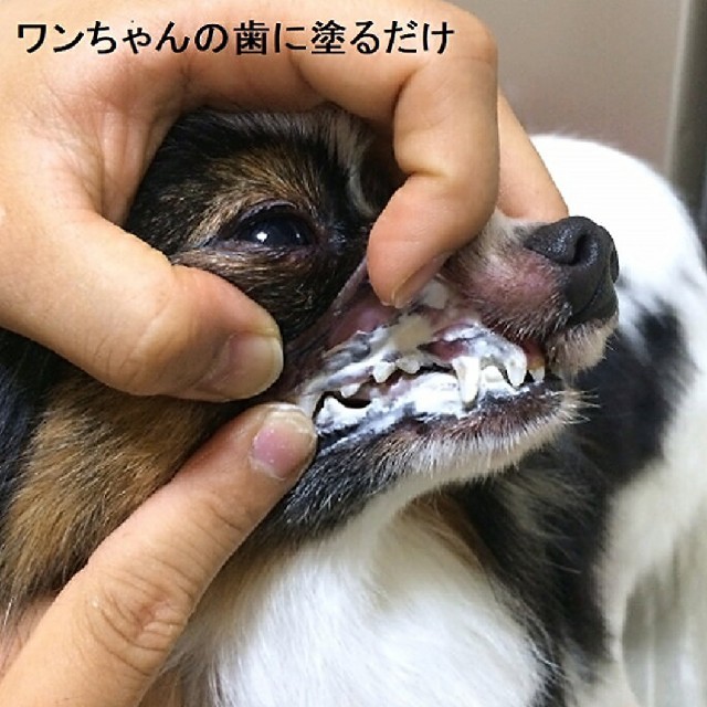 即購入OK★犬の歯石除去 歯磨き