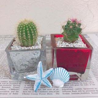 【送料無料】【即納】【簡単】サボテン2set🌵(その他)