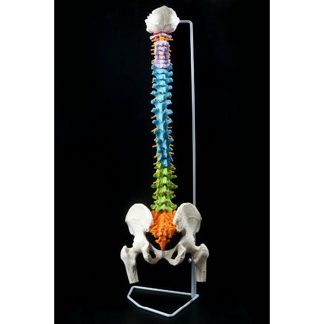 国内外の人気！ 脊髄骨盤模型 - 模型製作用品 - zir.clinic