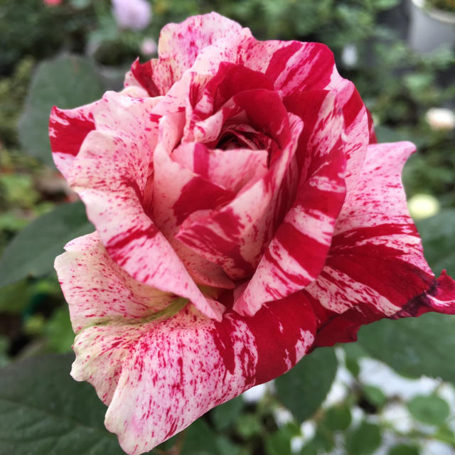 センチメンタル 薔薇苗 ハンドメイドのフラワー/ガーデン(プランター)の商品写真