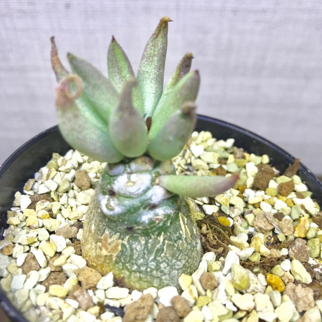 実生苗! チレコドン ペアルソニー 多肉植物 塊根植物 実生苗! チレコドン ペアルソニー 多肉植物 塊根植物