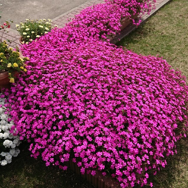 お花の種 シレネ ピンクパンサー ハンドメイドのフラワー/ガーデン(その他)の商品写真