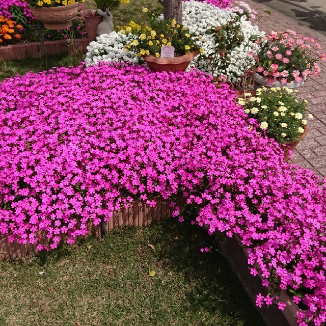 お花の種 シレネ ピンクパンサー ハンドメイドのフラワー/ガーデン(その他)の商品写真