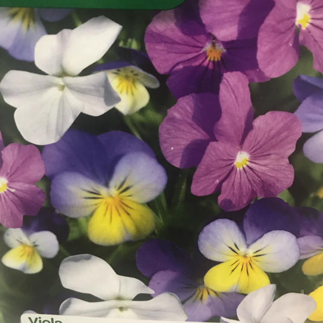 エディブルフラワーの種  ☆ ヴィオラ・パンジー ハンドメイドのフラワー/ガーデン(その他)の商品写真