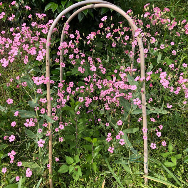 ピンクかすみ草  種  50粒 ハンドメイドのフラワー/ガーデン(その他)の商品写真