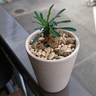 多肉植物 我眉山 ユーホルビア おまけ付き(その他)