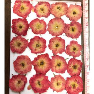 ミニ薔薇  まとめ売り  ハーバリウム  ハンドメイド  花材(ドライフラワー)