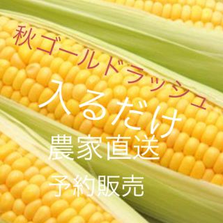 農家のゴールドラッシュ約８０サイズ入るだけ(野菜)