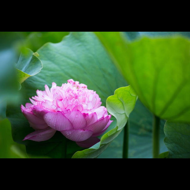 ベトナム蓮根の豆