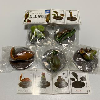 タカラトミーアーツ(T-ARTS)の密林の怪罠 食虫植物 5種 ガチャガチャ カプセル(その他)