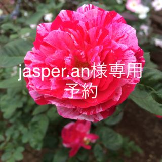 jasper.an様専用 予約(ドライフラワー)