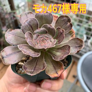 モカ467様専用 多肉植物(その他)