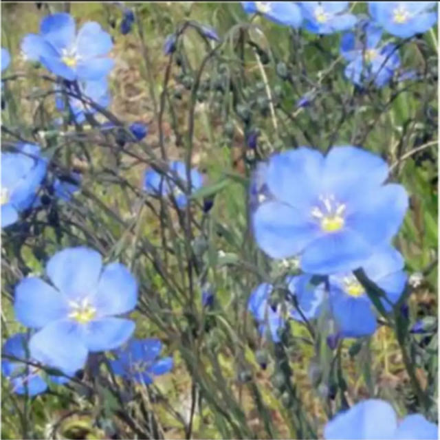 花の種 ハーブ種 宿根アマ ペレニアルフラックス リナム 種子 の通販 By 在庫確認 プロフ必読お願い ラクマ