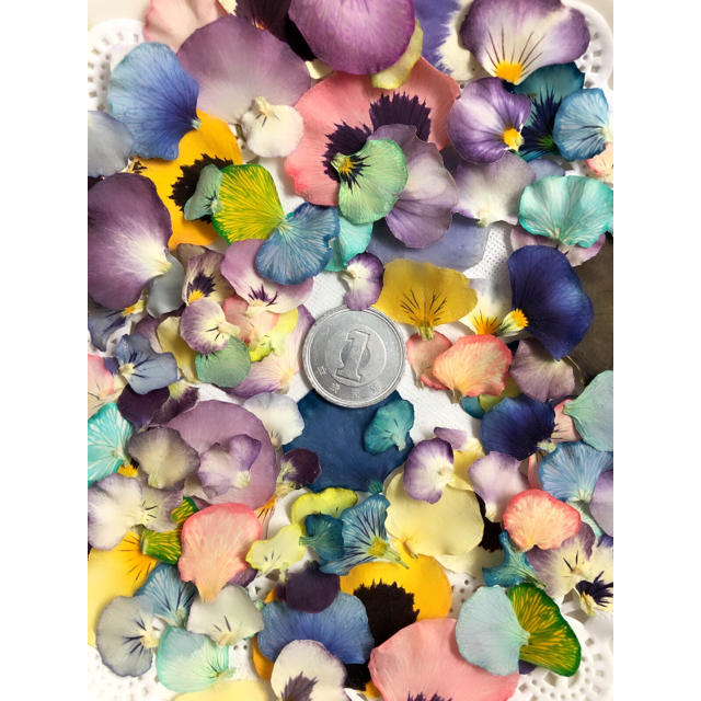 ドライフラワー  花材 ビオラ 染めビオラ 花びら ハンドメイドの素材/材料(各種パーツ)の商品写真