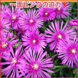 短期❣️9/13まで❣️ショッキングピンク 耐寒性 松葉菊 多肉植物 マツバギク(プランター)