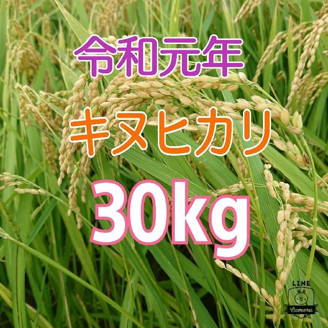 米/穀物ちなみさま♪【精米あり】 
《新米 キヌヒカリ100% 玄米30kg》