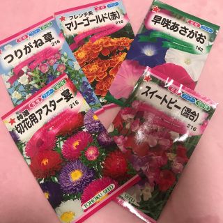 花の種 5種(その他)