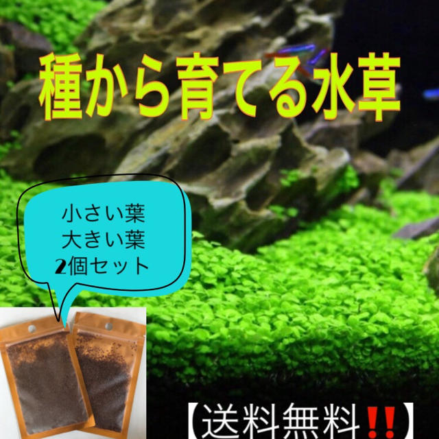 種から育てる水草 小さい葉と大きい葉 各5ｇ セットの通販 By Ten S Shop ラクマ