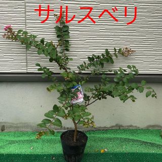 花つぼみ付き❤️サルスベリ ピンク 苗木(その他)