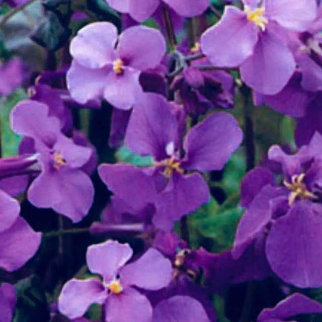 ムラサキハナナ 紫花菜 種