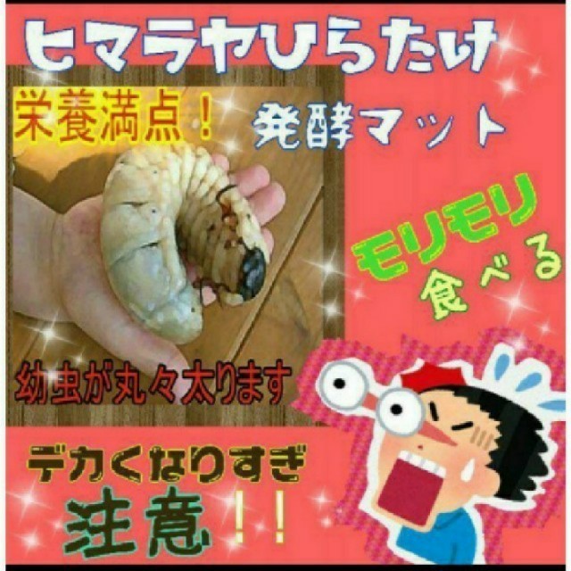 カブトムシ幼虫が大きくなる!発酵マット室内製造で雑虫混入100%なし