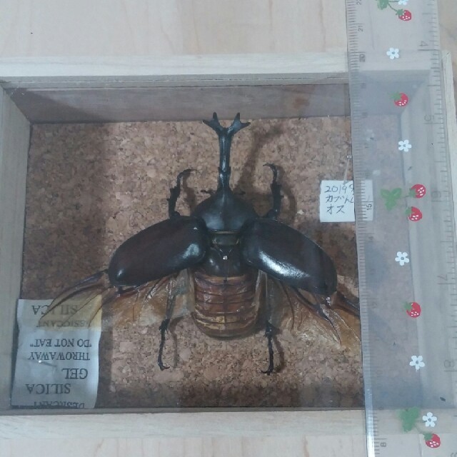 カブトムシ 展翅標本の通販 By 昆虫マニア S Shop ラクマ カブトムシ 展翅標本の通販 By 昆虫マニア S Shop ラクマ