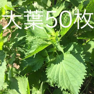 大葉(野菜)