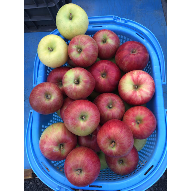 青森県産 りんご 葉とらずみよしレッド ※4キロ 食品/飲料/酒の食品(フルーツ)の商品写真