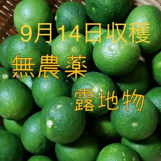 無農薬 露地物 すだち スダチ 佐賀県産 1.0㎏ 天然物 すだち(野菜)