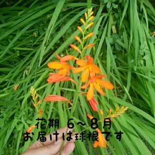 姫檜扇水仙【球根：10個以上保証】多年草／山野草 【送料込み】(その他)