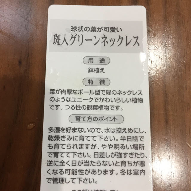 レア 班入り グリーンネックレス H 多肉植物 ハンドメイドのフラワー/ガーデン(その他)の商品写真