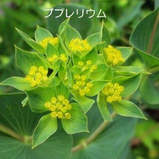 秋まき花の種　　ブプレリウムの種を70粒(その他)