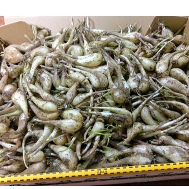 沖縄本島北部産　夏の島らっきょう500g ♪ 食品/飲料/酒の食品(野菜)の商品写真