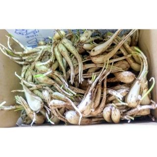 沖縄本島北部産　夏の島らっきょう500g ♪(野菜)