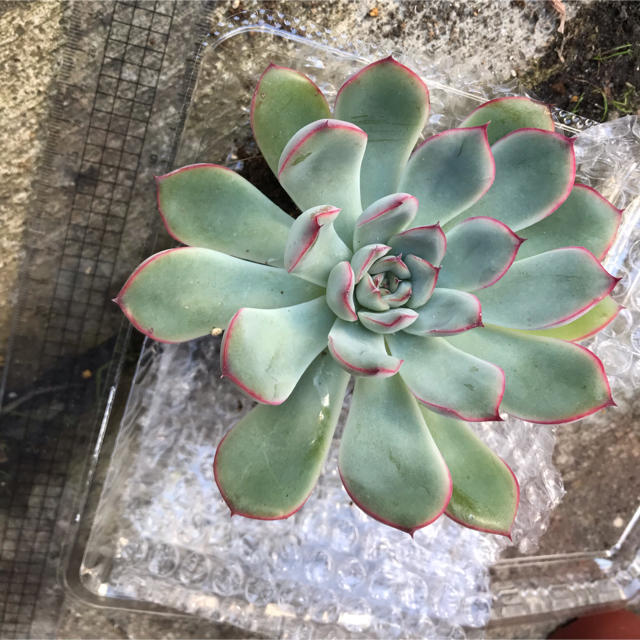 多肉植物 花うららの通販 By ヒロ S Shop ラクマ 多肉植物 花うららの通販 By ヒロ S Shop ラクマ