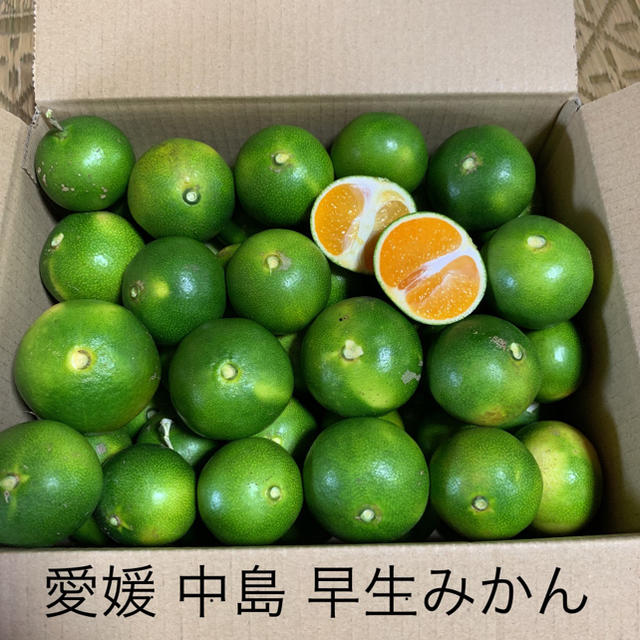 完全無農薬！ 愛媛みかん！ 食品/飲料/酒の食品(フルーツ)の商品写真