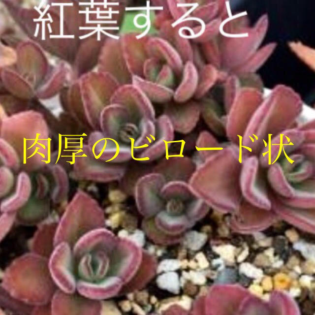 多肉植物 ペンテリー プレクトランサス属の通販 By 癒しの園 ラクマ